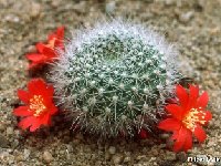 Rebutia minuscula JLcoll.3953.jpg